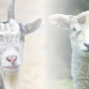 ovejas y cabras